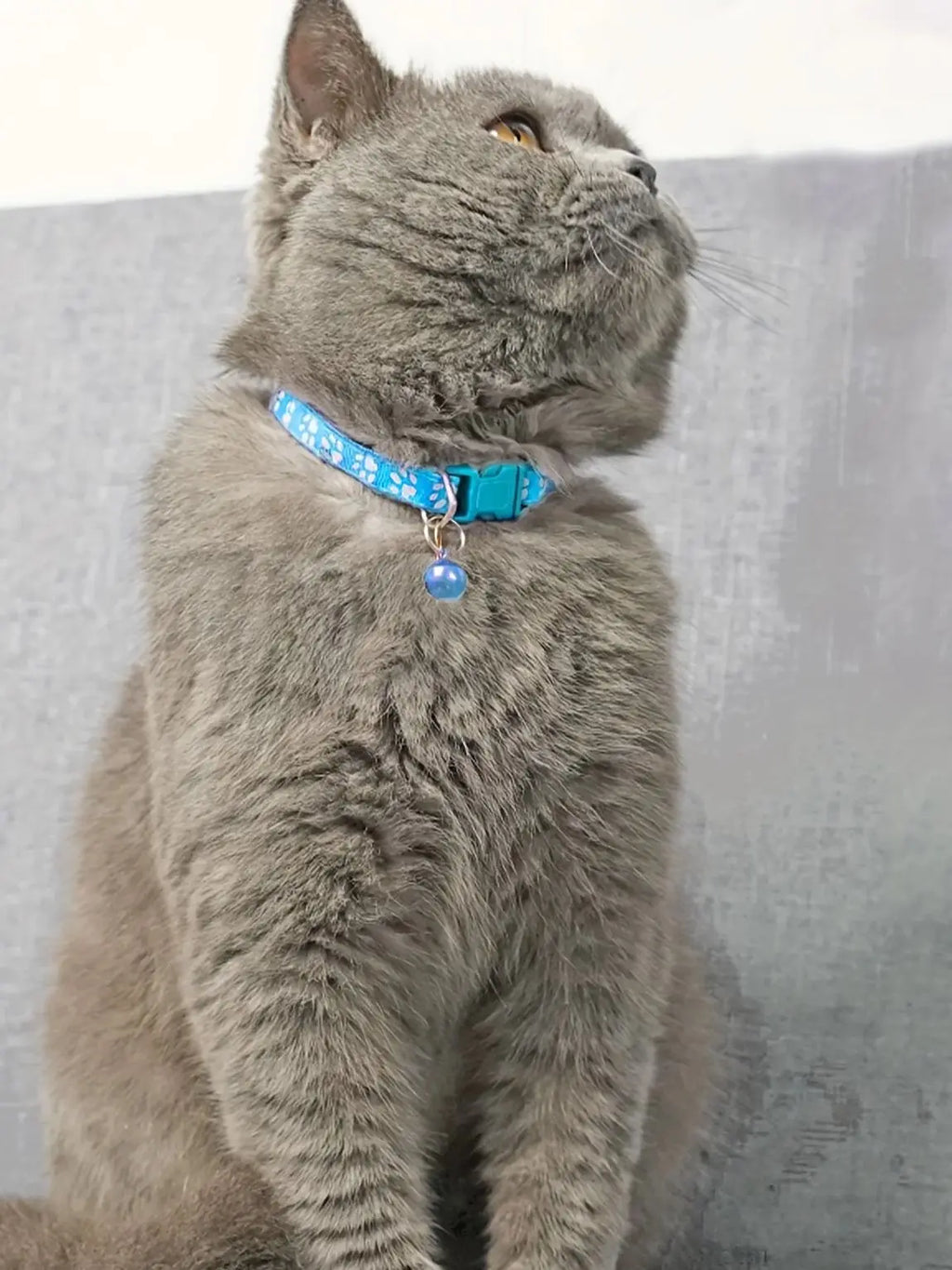 Fashion Pet Cats Collar. Colorful Pattern. Cute Bell.